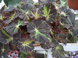 B. ‘Stallion’